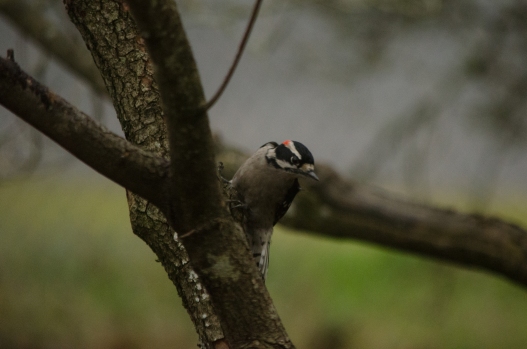 Male Downy Woodpecker, in the yard.