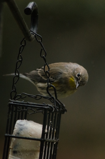 Yellow-Rumped Warbler, in the yard.