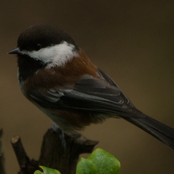 Chestnut-Backed Chickadee, in the yard.