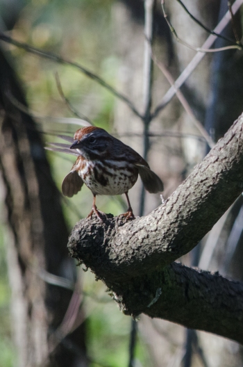Song Sparrow, in the yard.