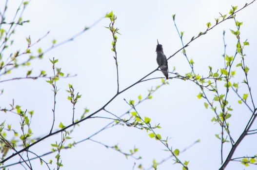 Male Anna's Hummingbird, in the yard.