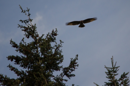 Red-Tailed Hawk, in the yard (technically, over the yard).